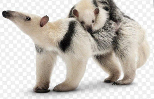 The Heid Out Restaurant and Brewhouse Boisson