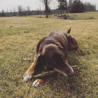 Cardinal Grill Extérieur