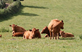 Green Cuisine Vegetarian