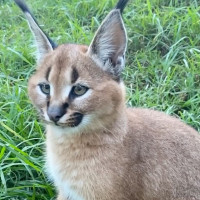 Shawarmaz Extérieur