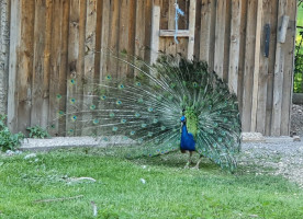Green Cuisine Vegetarian