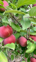 Carluke Orchards food