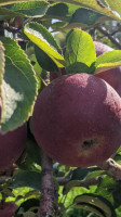 Carluke Orchards food