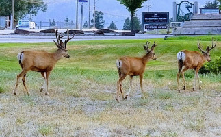 Joe's Nofrills Invermere food