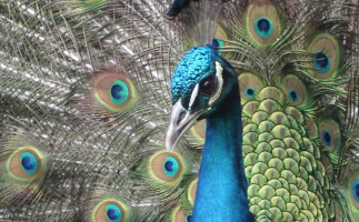 Peacock food
