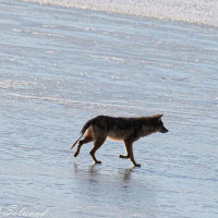 Cardinal Grill Extérieur