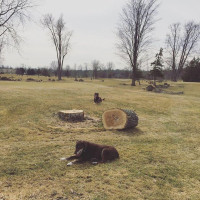 Cardinal Grill Extérieur