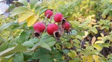 Moulin Noir Steak House