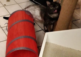 Feline Cafe Main drink
