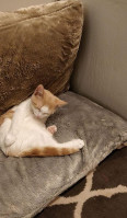 Feline Cafe Main drink