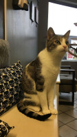 Feline Cafe Main drink