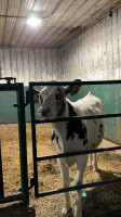 Birchwood Dairy Farm drink