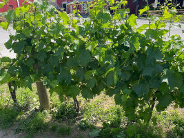 Pillitteri Estates Winery outside