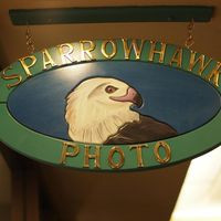 Sparrowhawkphoto Group