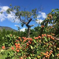 The Apple Faery Of Avalon Orchards