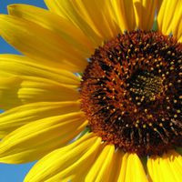 Sunflower Health Shop Services
