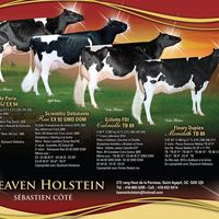 Heaven Holstein